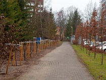 Дубы вместо тополей на Аллее ветеранов в Светлогорске засыхают