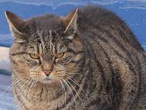 В Польше кастрируют котов за 10 лайков