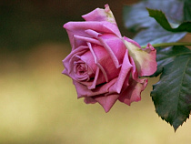 В Калининградскую область прибыли зараженные розы из Кении