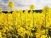 АПК: в Калининградской области начали сбор озимого рапса