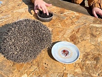 Немецкий замок в Калининградской области нагло захватил ёж