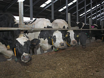 Замминистра сельского хозяйства посетил ряд сельхозпредприятий региона