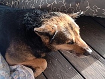 Покусанная и сбитая машиной собака примёрзла ко льду в Куршском заливе 