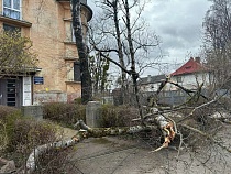 Жителям Калининграда в шторм угрожает гигантский немецкий дуб