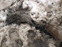 Калининграду показали мешавший ходить в туалет тихий ужас