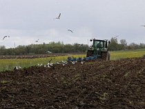 В Калининградской области борщевиком засорено 1,5 тысячи гектаров 