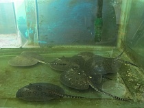 В мире животных: в Калининградском зоопарке впервые на свет появилось потомство скатов Моторо