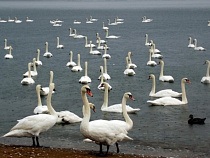Национальный парк «Куршская коса» призывает помочь пернатым