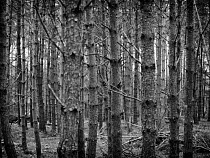 В Славском районе подростки несколько часов не могли выйти из леса 