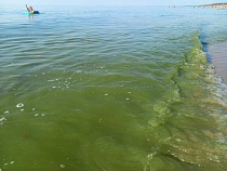 В Балтийске показали оккупацию моря удушающим всё живое месивом