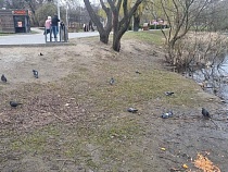 Неизвестное явление массово убивает птиц в этой части Калининграда