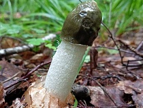 Пахучий фаллический гриб взошёл в Калининградской области