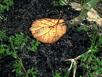 В четырех образцах почв, взятых на исследование в Калининградской области, обнаружено превышение мышьяка
