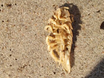 Отдыхающие нашли на пляже в Балтийске морского таракана