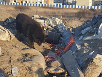 Шок: в Балтийске собаки раскопали «утилизованные» из-за АЧС свиные туши 