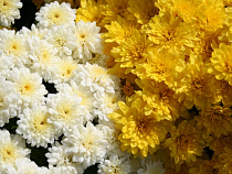 В Калининград пришла партия зараженных хризантем из Словакии