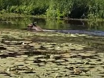 В Полесском районе вновь подняли головы плавающие лоси (видео)