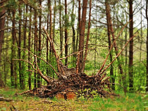 В Гвардейском районе гражданину в личное подсобное хозяйство дали гектар леса