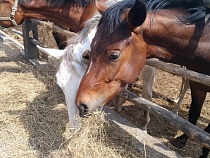 Названы небезопасные для детей летние лагеря Калининградской области