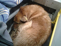 В Калининграде бездомный пёс путешествовал и грелся в автобусе