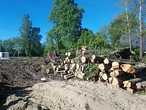 Алиханов объяснил вырубку рощи в Петрово