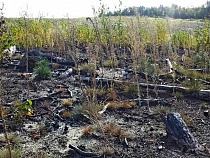 После пожара лес на Куршской косе восстановят только к юбилею Канта