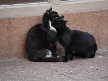 Калининградцев попросили не развеивать чёрную шерсть с высоты