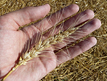 Фермеры Зеленоградского района с начала года получили субсидии на 113 млн рублей 