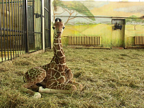 Калининградский зоопарк объявил конкурс на кличку для жирафёнка