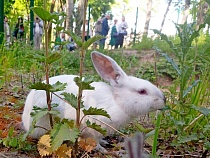 В Парке света в Гурьевске запрещают показывать кроликов