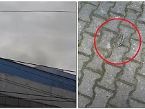 В Прибрежном сняли на видео выбросы с заводов и падёж скворцов