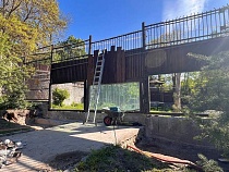 Семейную жизнь львов в Калининграде окончательно выставили напоказ