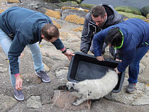 В Балтийске на берег выскочил тюленёнок (фото)