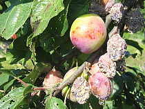 Под Калининградом выявлен новый очаг бактериального ожога плодовых деревьев