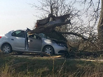 Гигантская ветка обрушилась на машину в Калининградской области