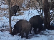 На Куршской косе показали захват кабанами станции учёных