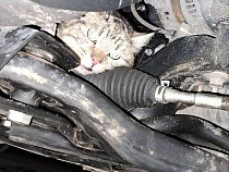 В Зеленоградске на парковке у дома поставили капканы