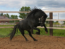 Калининградка требует полмиллиона рублей за смерть жеребца