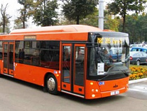 В Калининграде сэкономили  на автобусах цвета янтаря 