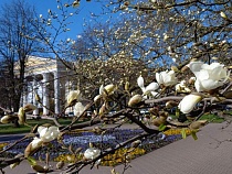 В Калининградской области в магнолиях заметили опасного возбудителя