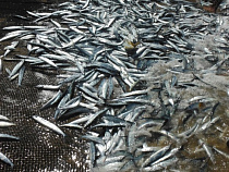 Калининградские рыбаки будут добывать на пять тысяч тонн кильки больше