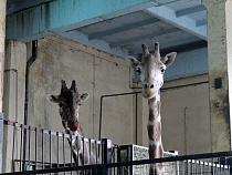 В Калининграде жирафу за 16 млн рублей отремонтируют квартиру 