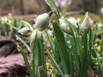 В Калининградской области зацвели подснежники