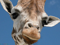 В Калининградском зоопарке погибла самка жирафа