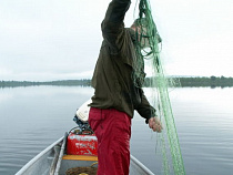 Двое браконьеров выловили в Куршском заливе 106 промысловых видов рыб