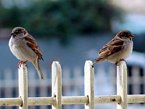 56-летний советчанин месяц скрывался у знакомых после семейной ссоры