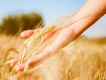 Россельхозбанк назвал перспективные рынки для увеличения экспорта зерновых