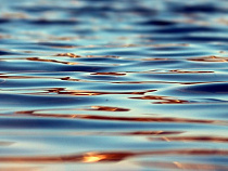 В каких озерах Калининграда разрешено купаться: список