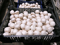 Лютаревич: в Багратионовском районе планируем создание грибного кластера