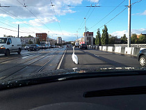 В Калининграде на Эстакадный мост вышел лебедь-шипун (фото)